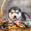 Miniatura: Malamute de Alaska en venta | Fuerte, Cariñoso y Muy Leal | Envío Gratis