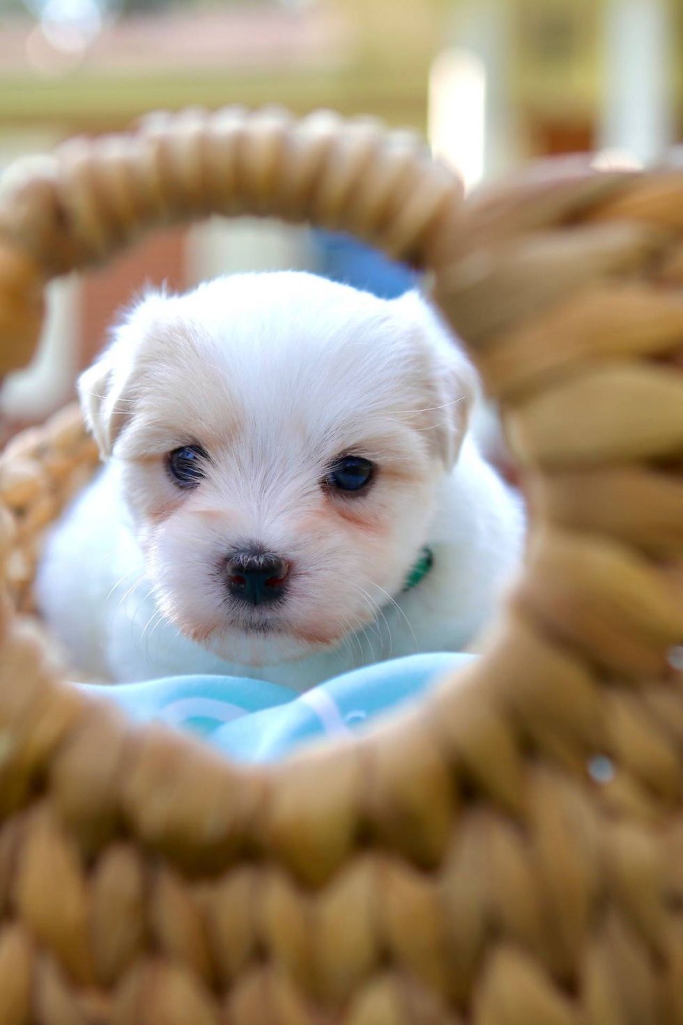 Thumbnail: Coton de tulear