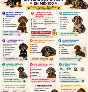 🐶 Venta de Cachorros Salchicha en México: Precios, Cuidados y Cómo Elegir uno Correctamente