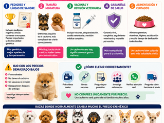 ¿Por qué algunos cachorros cuestan más que otros en México? 🐶💰