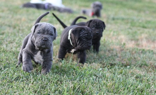 Thumbnail: Cachorros Mastín Napolitano Originales | Ropa, Regalos y Entrega Nacional Inclui