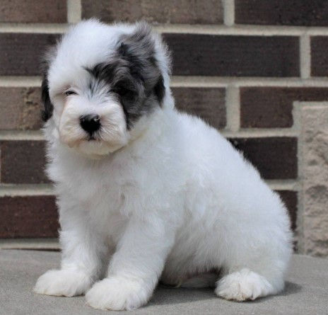 Miniatura: French poodle Mini Domino