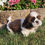 Miniatura: Lhasa Apso en Venta | Envío Gratis + Garantía y Certificado Médico Incluidos