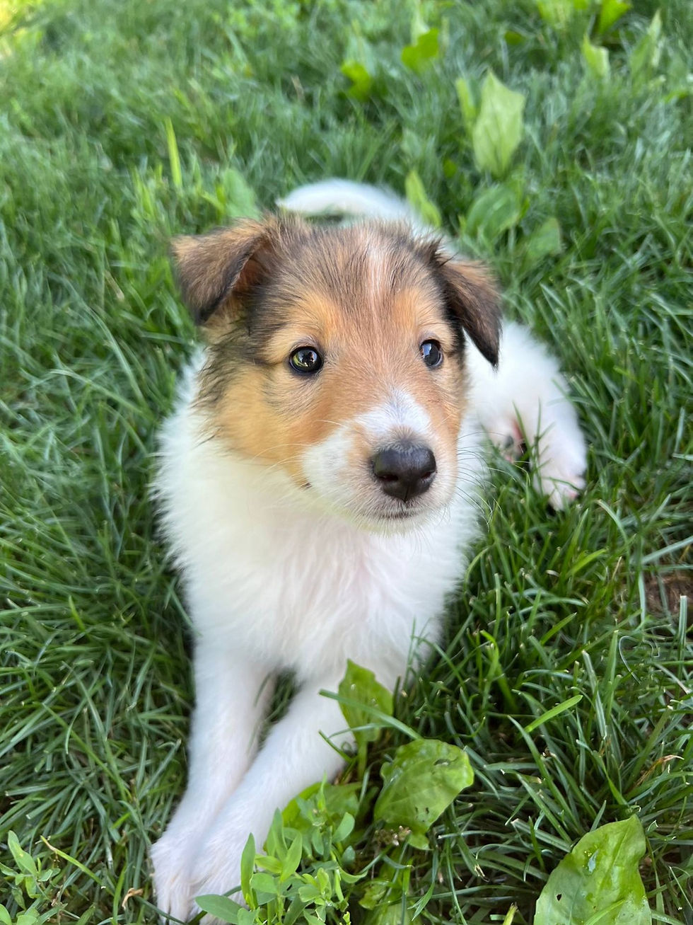 Miniatura: Rough Collie