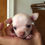 Miniatura: Chihuahua cabeza de manzana