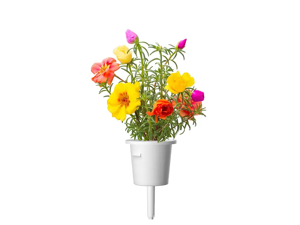 Miniatură: Trandafir de piatră pentru Click & Grow Smart Garden, set 9 pods