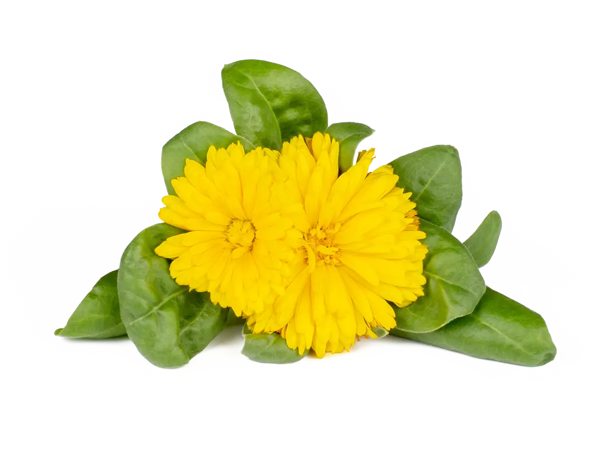 Καλέντουλα για Click & Grow Smart Garden - Σετ 3 Pods