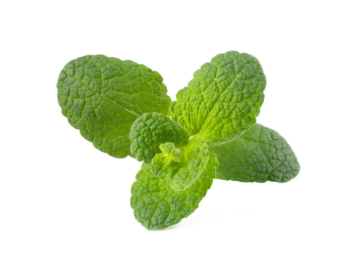 Apple Mint pentru Click & Grow Smart Garden - set de 3 Pods