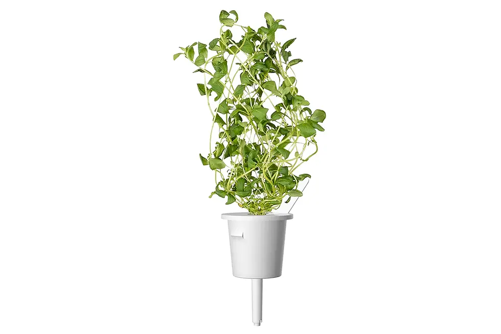 Indexkép: Maghiran pentru Click & Grow Smart Garden- set de 3 Pods