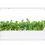 Миниатюра: Рукола за Click & Grow Smart Garden
