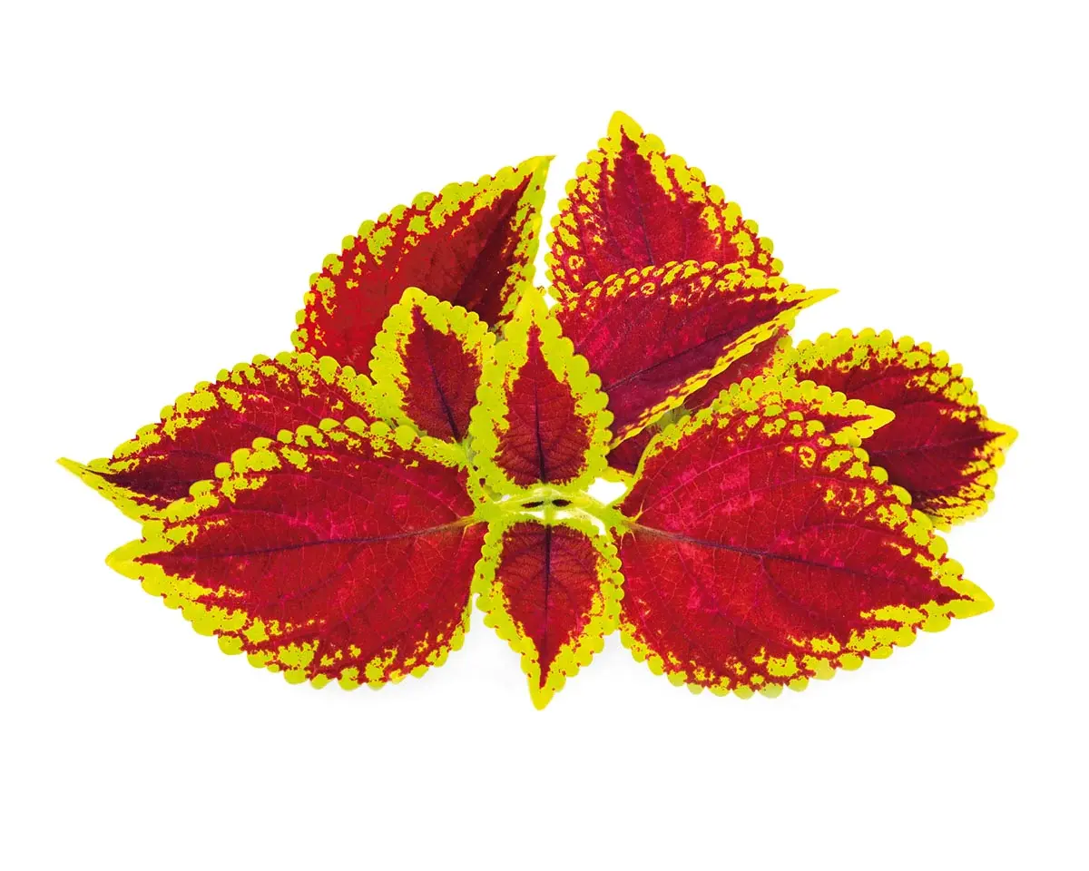 Urzici decorative pentru Click & Grow Smart Garden - set de 3 Pods