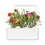 Indexkép: Kőrózsa (Portulaca) a Click & Grow Smart Gardenhez – 3 darabos készlet