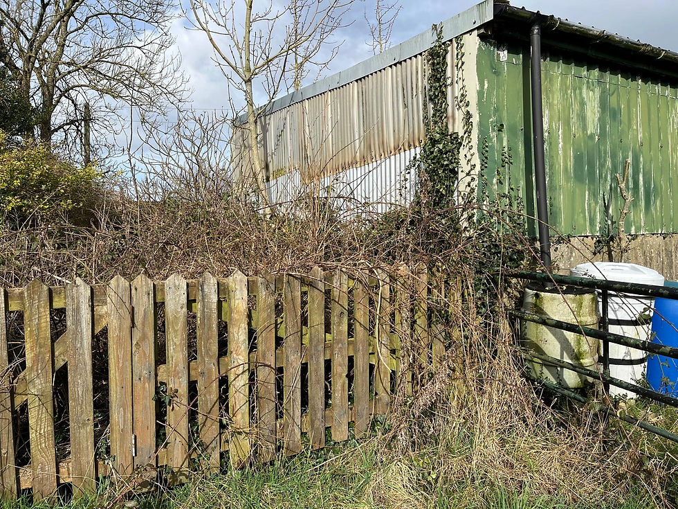 Rustic wooden fence and overgrown bushes in front of a green, weathered barn. Blue sky, bare trees, and scattered sunlight create a rural vibe.