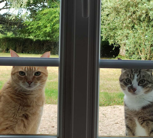 Animaux apprivoisés de la maison