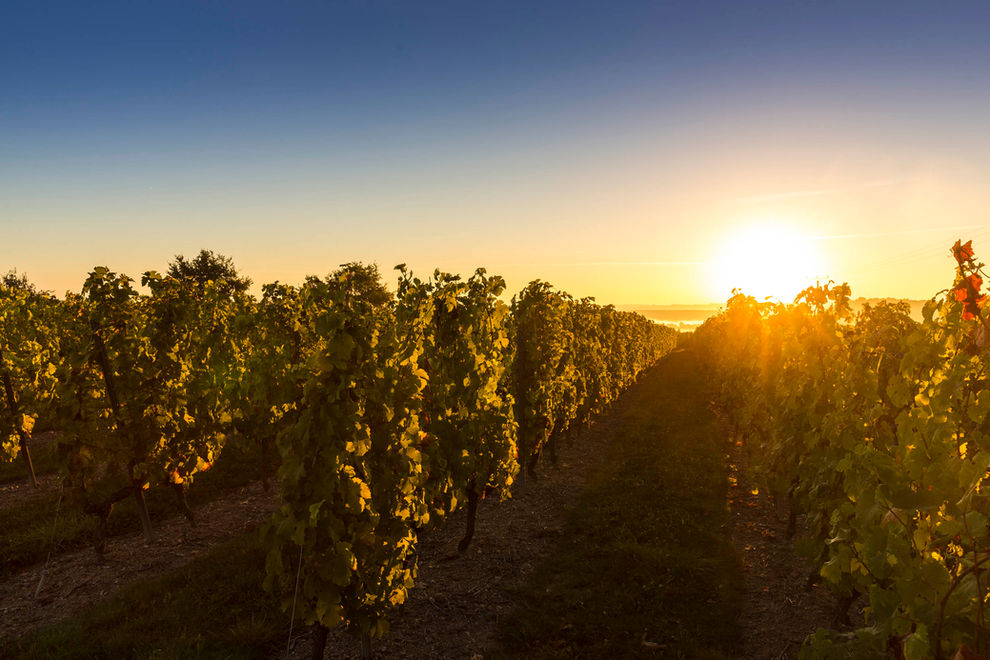 Champ de vignes éclairé par le soleil couchant, Domaine du Gerfaut, beau paysage.