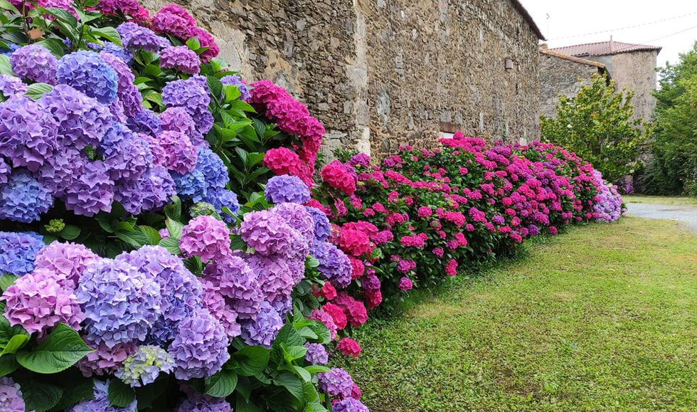 Hortensia dans le jardin du manoir