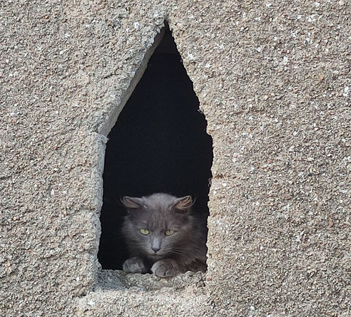 Chat sauvage dans la pierre