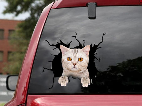 HOT British shorthair cute cat crack car sticker cats lover