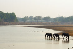 Zambia landscape elephants