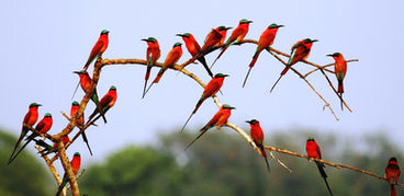 Southern Carmine bee-eater
