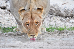 Namibia lion