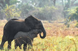 Elephant with young