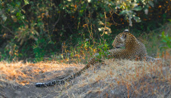 Leopard in shade