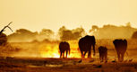 Elephants backlit sunset
