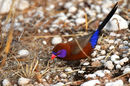 Waxbill