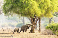 Zambia landscape