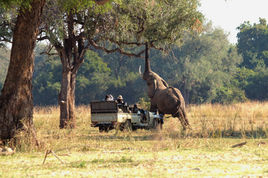 Safari vehicle watching elephant feed