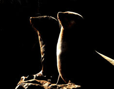 namibia fur seal