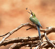 White fronted bee-eater