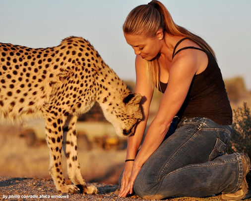 cheetah