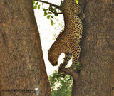 Leopard in tree