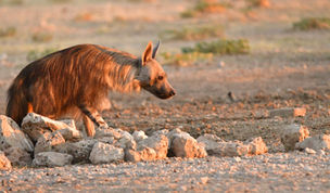 Brown hyena Kalahari