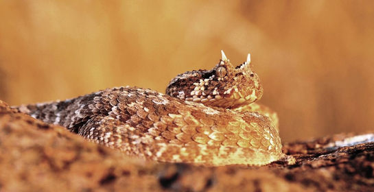 horned adder in sunset