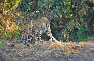 Leopard greeting mother