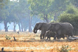 Zambia landscape