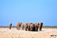 etosha elephant herd