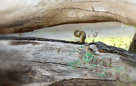 Ground squirrel