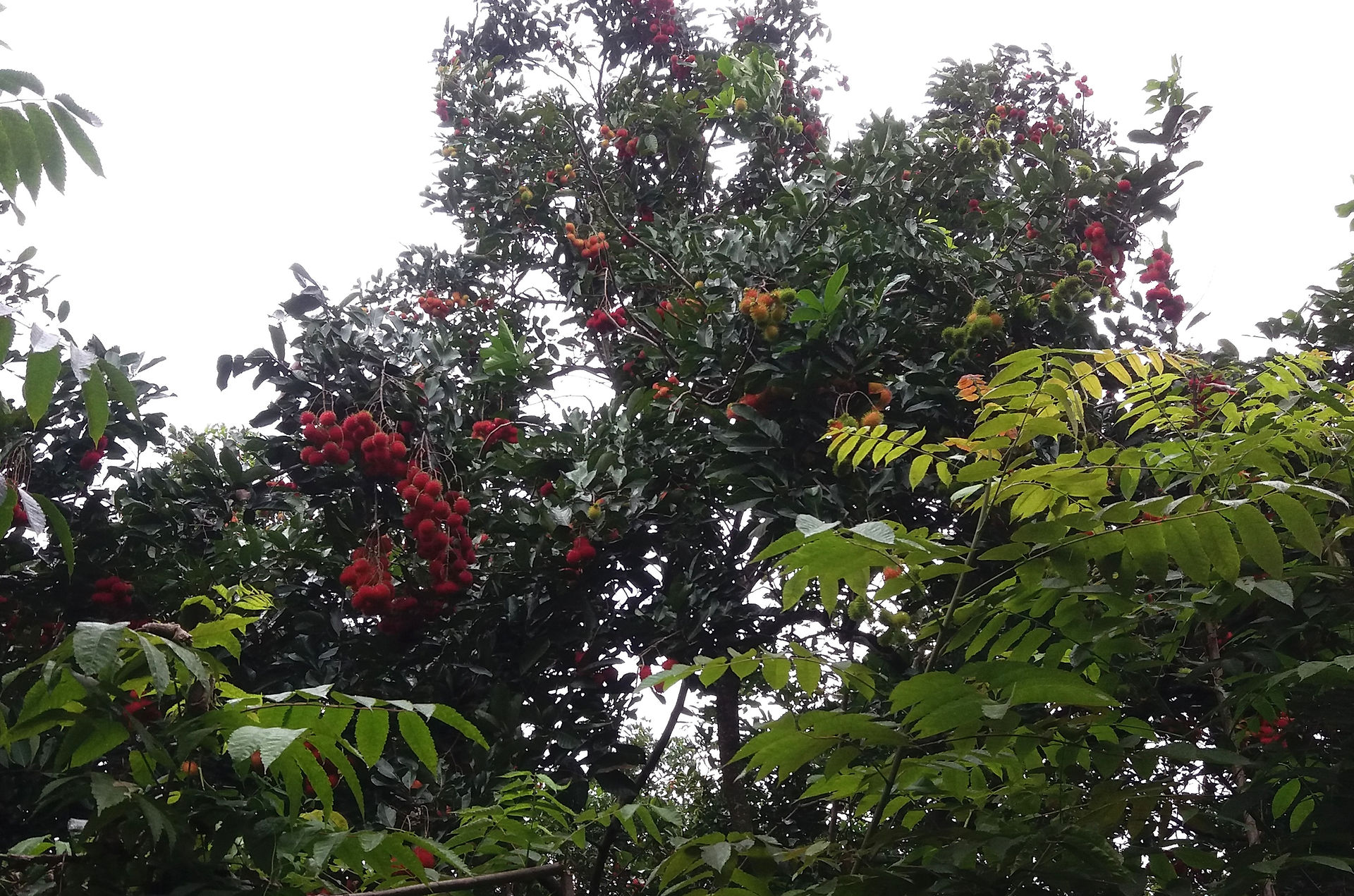 rambutan