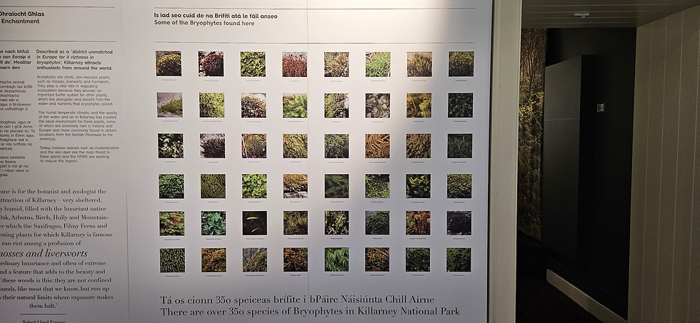 Killarney House's display of the 35 different moss species. Wow!