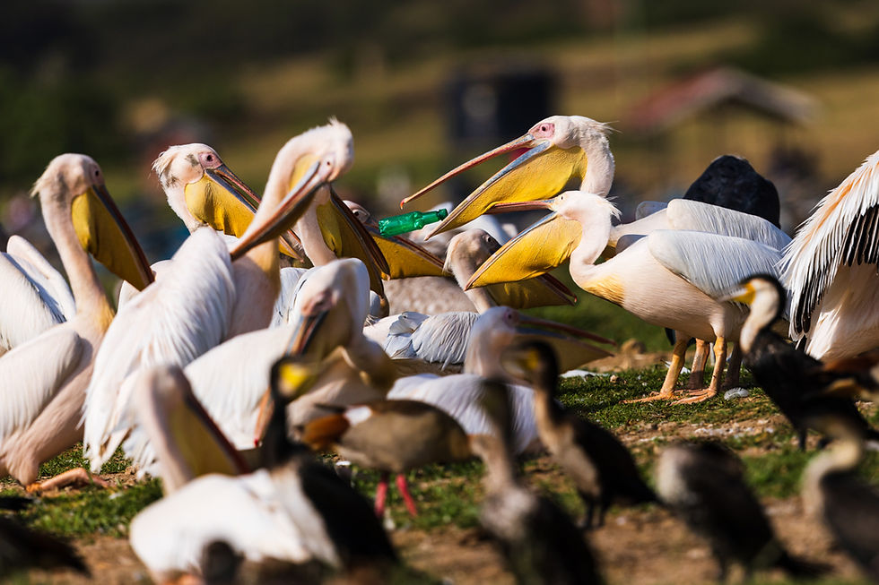 The inescapable human fingerprint - Great White Pelicans obsess over a plastic bottle.