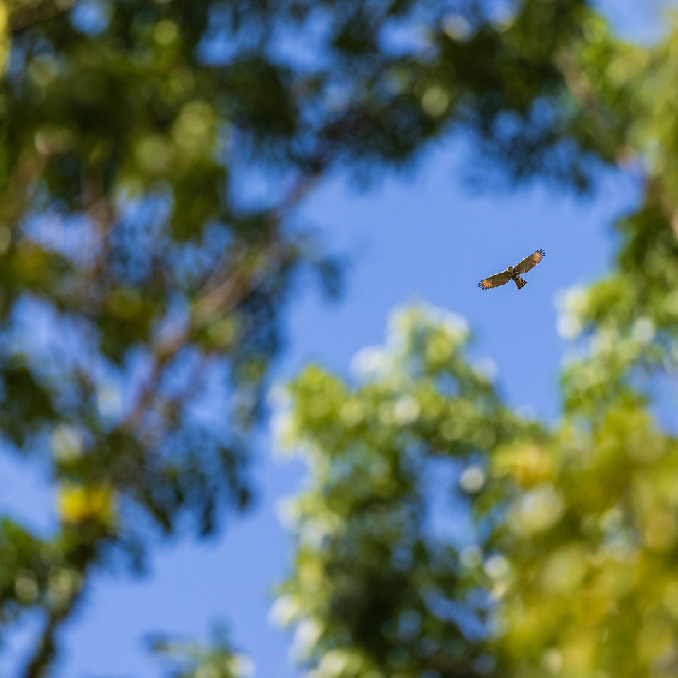 Grey-lined Hawk (immature bird)
