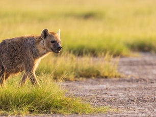 Attractive or Appalling: The Case of the Misunderstood and Maligned Hyena