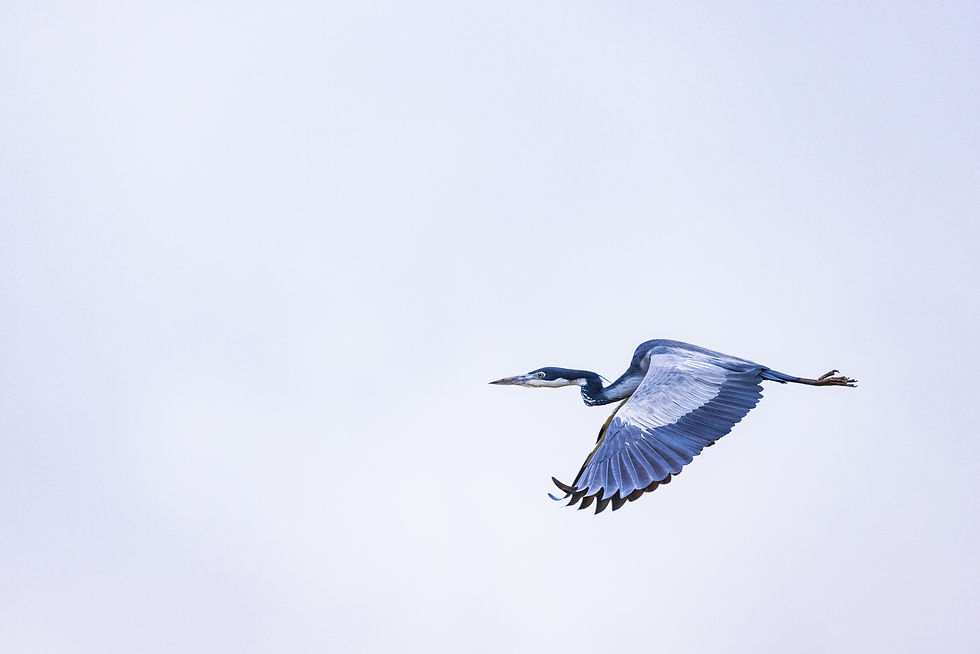 Simple, sinuous, symmetrical: a Black-headed Heron crosses our path in the Aberdere Mountains. Strange to see a heron in the highlands, but the mountain range is crisscrossed by a dense network of rivers and streams.