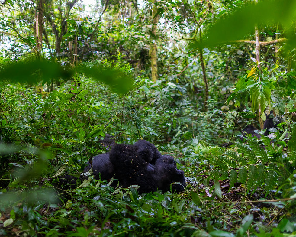 Let us let them dream.