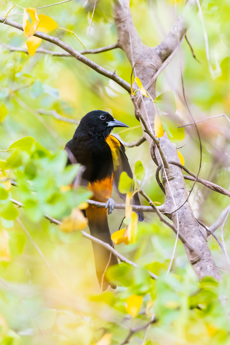 St. Lucia Oriole, a surprise sighting when we were looking for the St. Lucia Thrasher