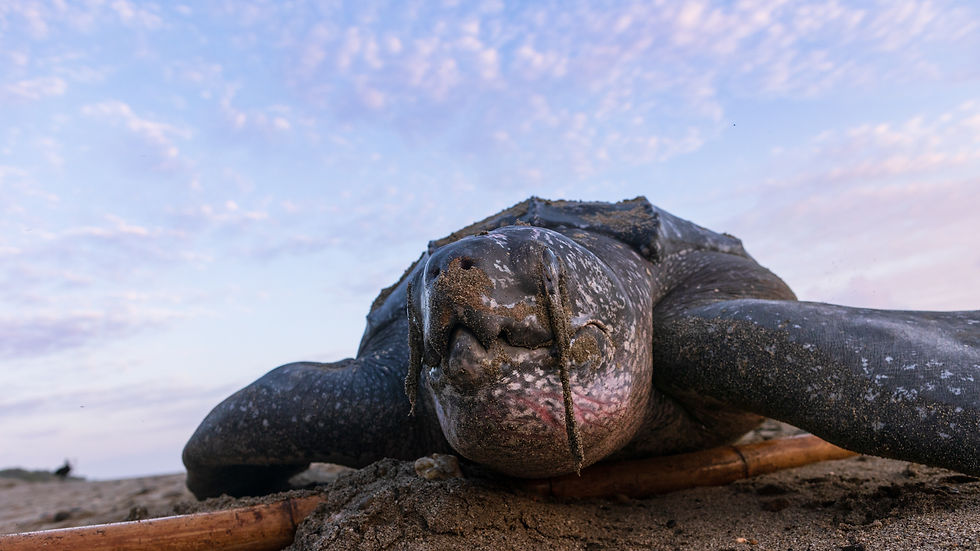 If we could only step back and see the beach as a womb, the turtle would cease being an individual, and the ocean becomes the Mother.